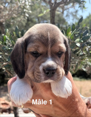Les chiots de Beagle
