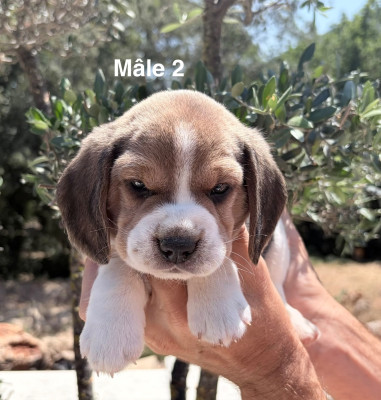 Les chiots de Beagle