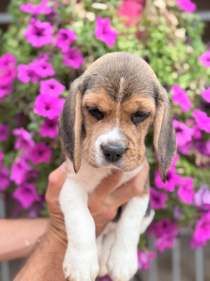 Les chiots de Beagle