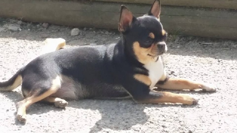 Publication : Du Clos Shooting Star Auteur : BESSERVE MARINE