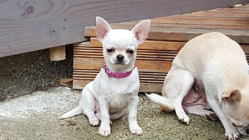 Publication : Du Clos Shooting Star