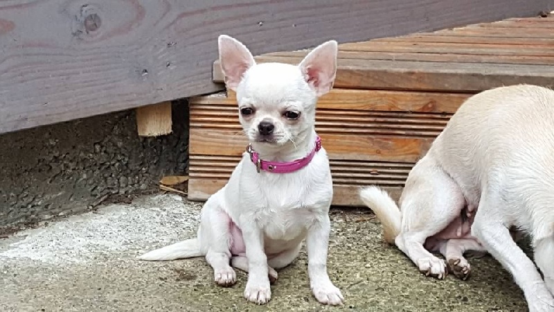 Publication : Du Clos Shooting Star