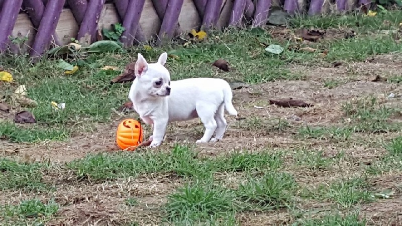 Publication : Du Clos Shooting Star