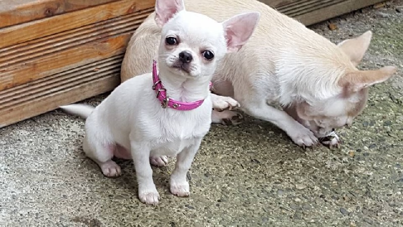 Publication : Du Clos Shooting Star