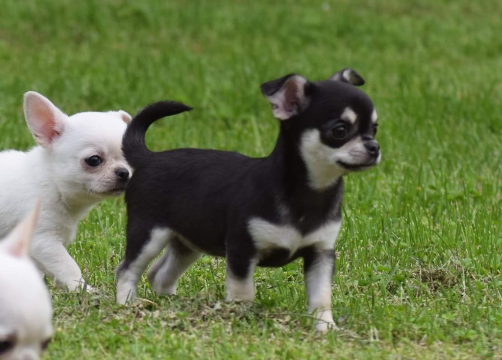 Publication : Du Clos Shooting Star