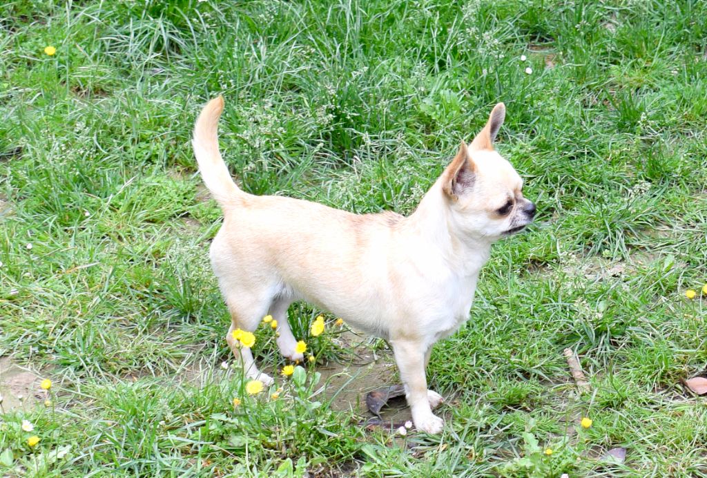 Publication : Du Clos Shooting Star