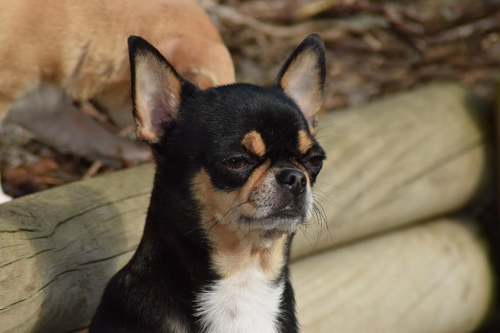 Publication : Du Clos Shooting Star Auteur : BESSERVE MARINE