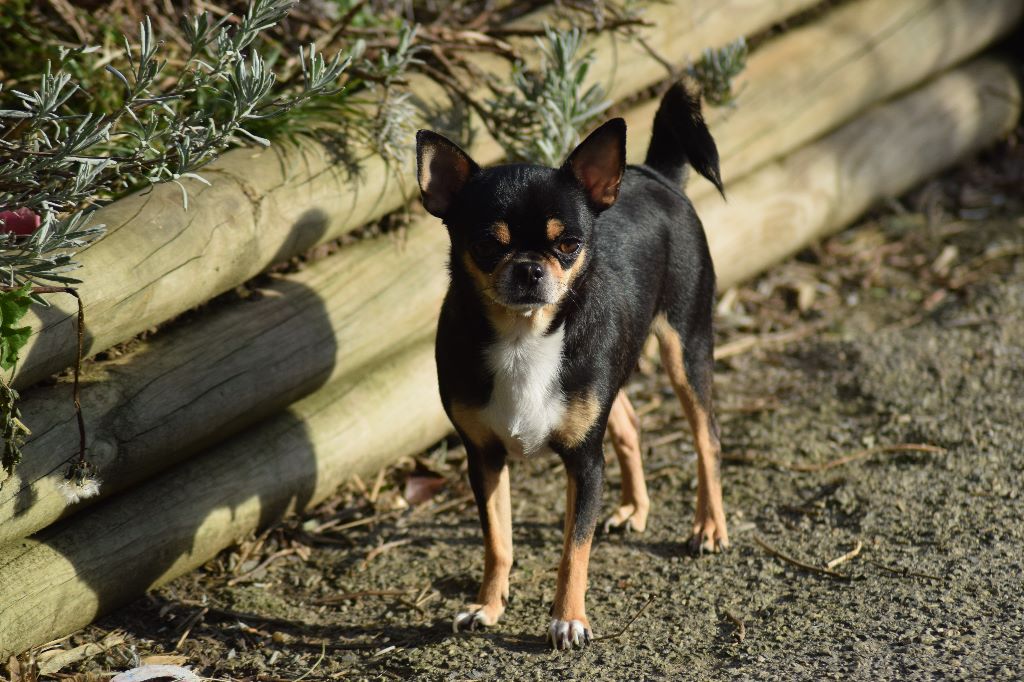 Publication : Du Clos Shooting Star Auteur : BESSERVE MARINE