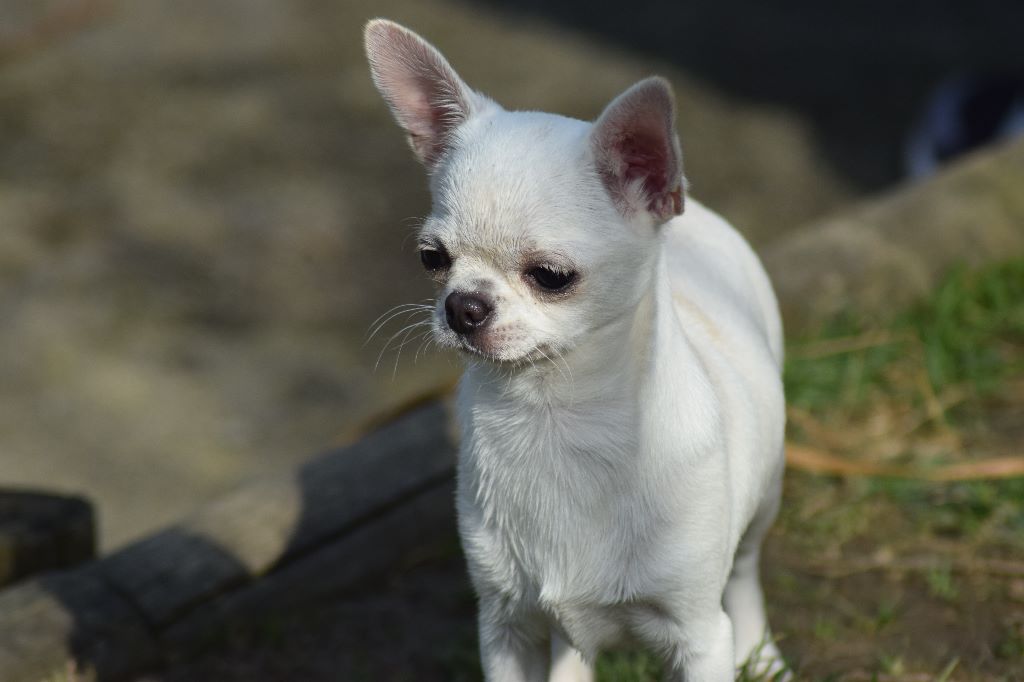 Publication : Du Clos Shooting Star