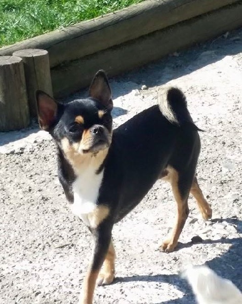 Publication : Du Clos Shooting Star Auteur : BESSERVE MARINE