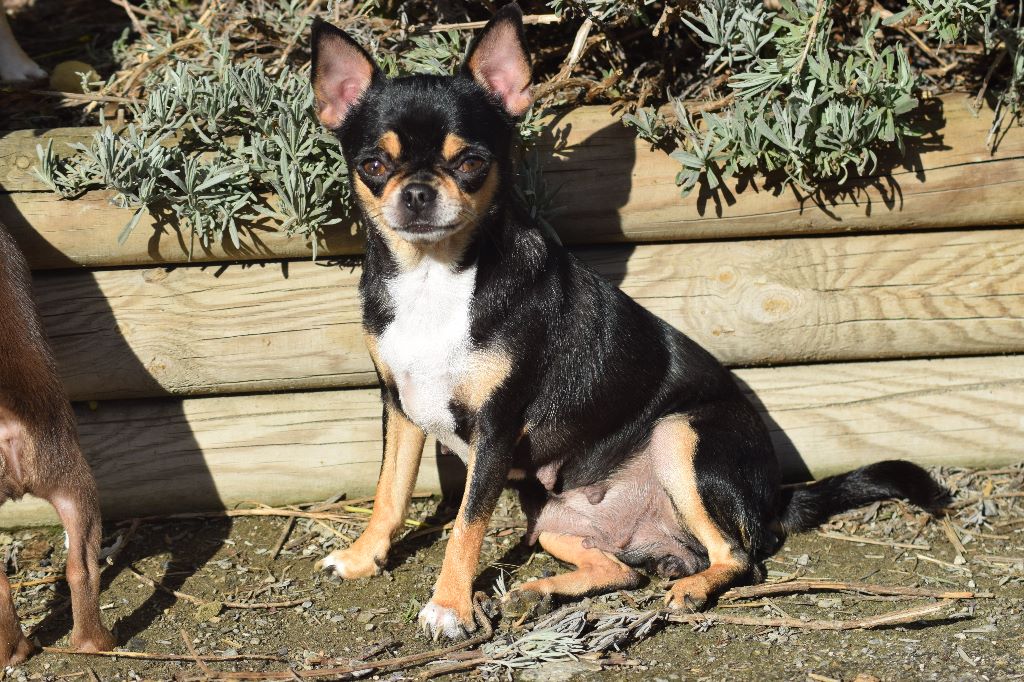 Publication : Du Clos Shooting Star Auteur : BESSERVE MARINE