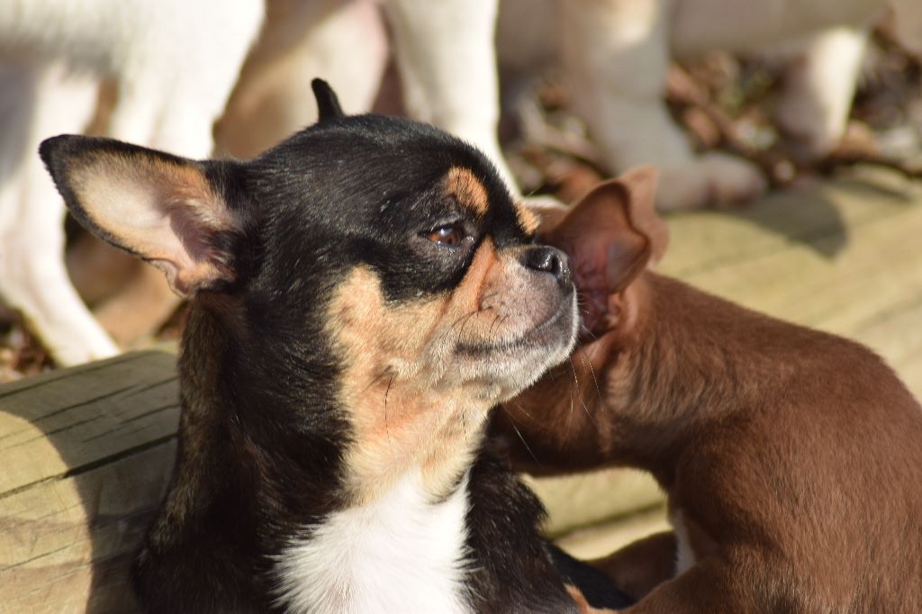 Publication : Du Clos Shooting Star Auteur : BESSERVE MARINE