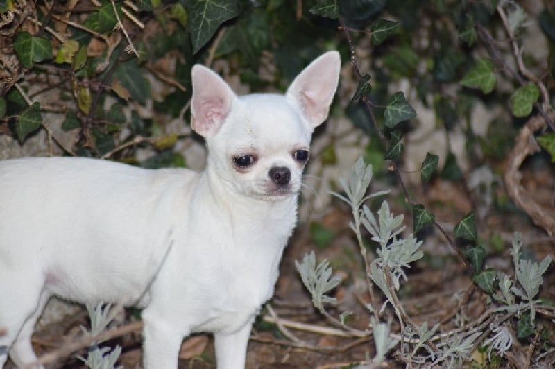 Publication : Du Clos Shooting Star