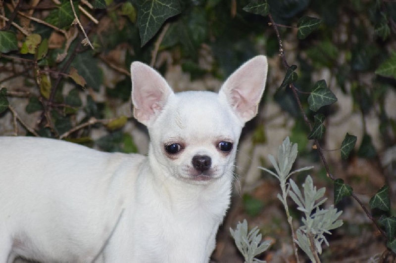 Publication : Du Clos Shooting Star