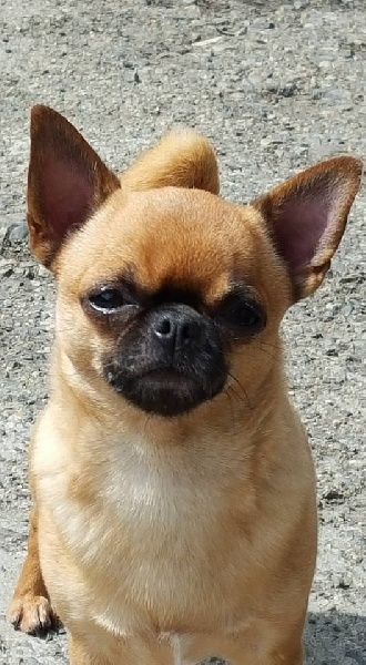 Publication : Du Clos Shooting Star Auteur : besserve marine