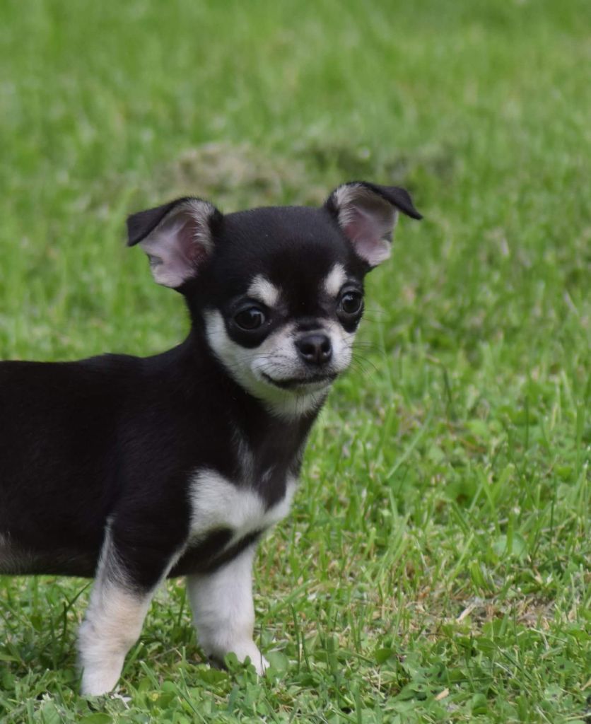 Publication : Du Clos Shooting Star