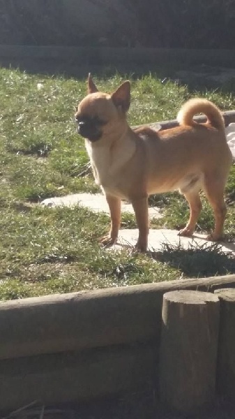 Publication : Du Clos Shooting Star Auteur : besserve marine