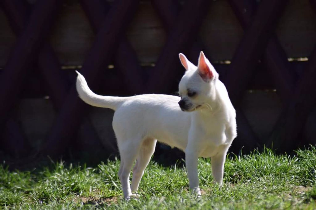 Mahina Du Clos Shooting Star - BOB baby (meilleur de race baby)