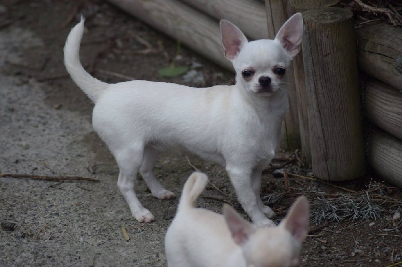 Mahina Du Clos Shooting Star - BOB baby (meilleur de race baby)