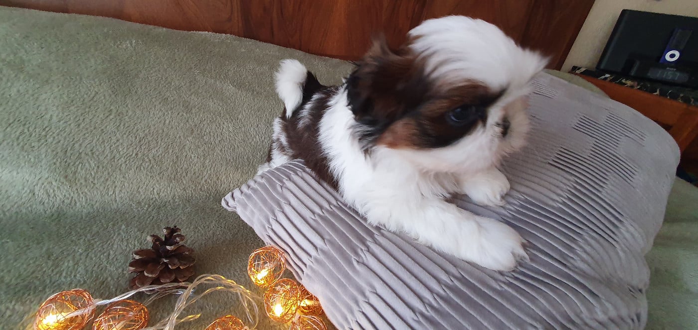 Shih Tzu - Des Rochettes Di Moulinou