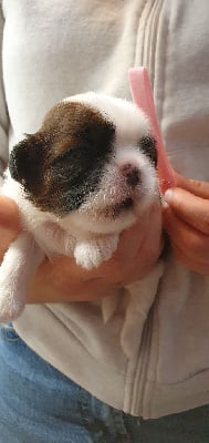 Les chiots de Shih Tzu