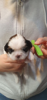 Les chiots de Shih Tzu