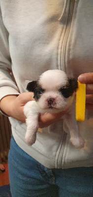 Les chiots de Shih Tzu