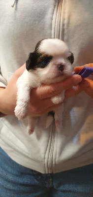 Les chiots de Shih Tzu