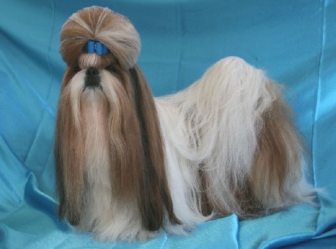 Accueil Elevage Des Rochettes Di Moulinou Eleveur De Chiens Shih Tzu Accueil Elevage Des Rochettes Di Moulinou Eleveur De Chiens Shih Tzu