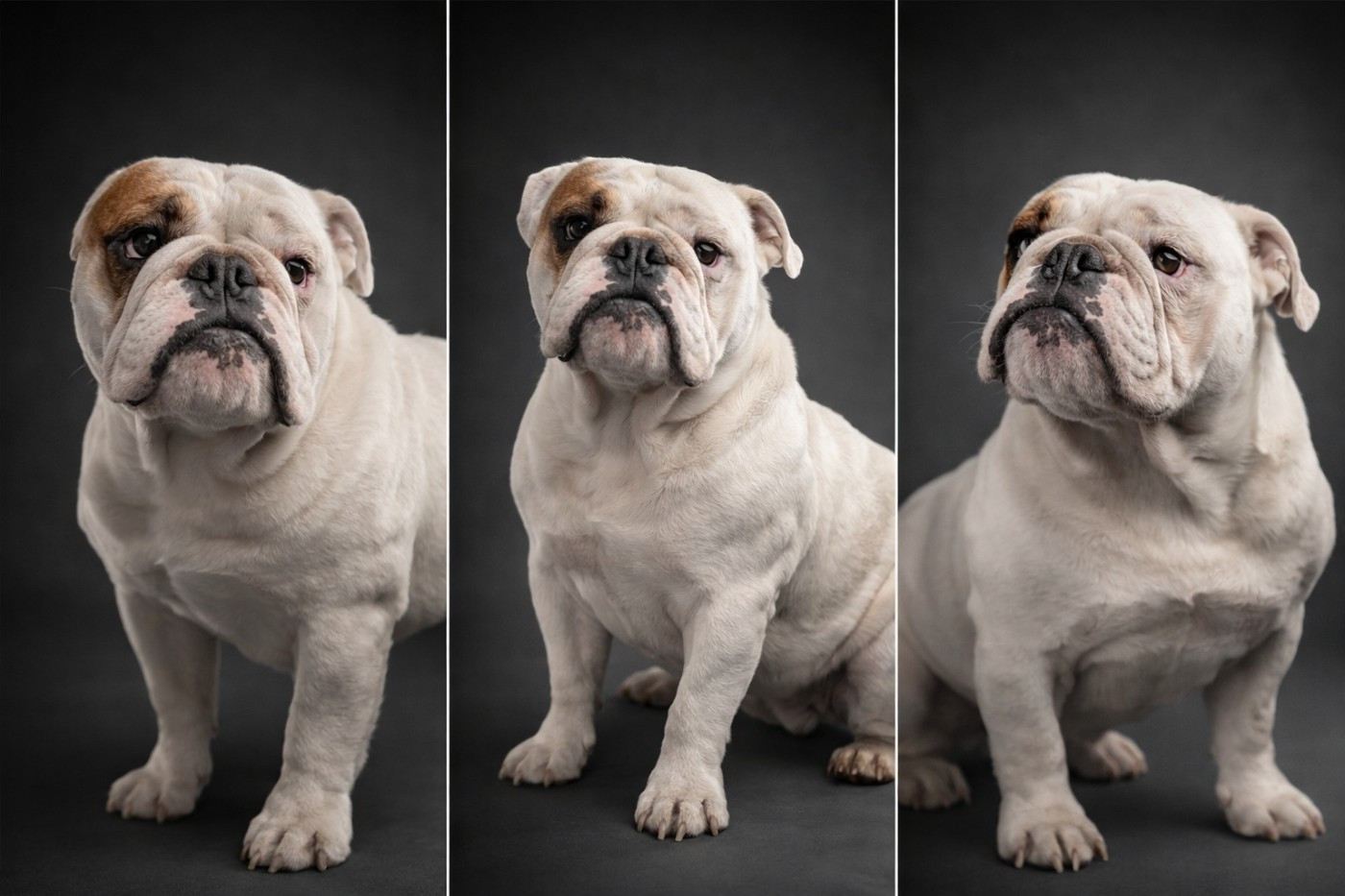 Ventouse Land van mechelaar