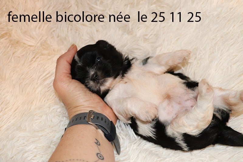 Shih Tzu - De la butte de Goliath
