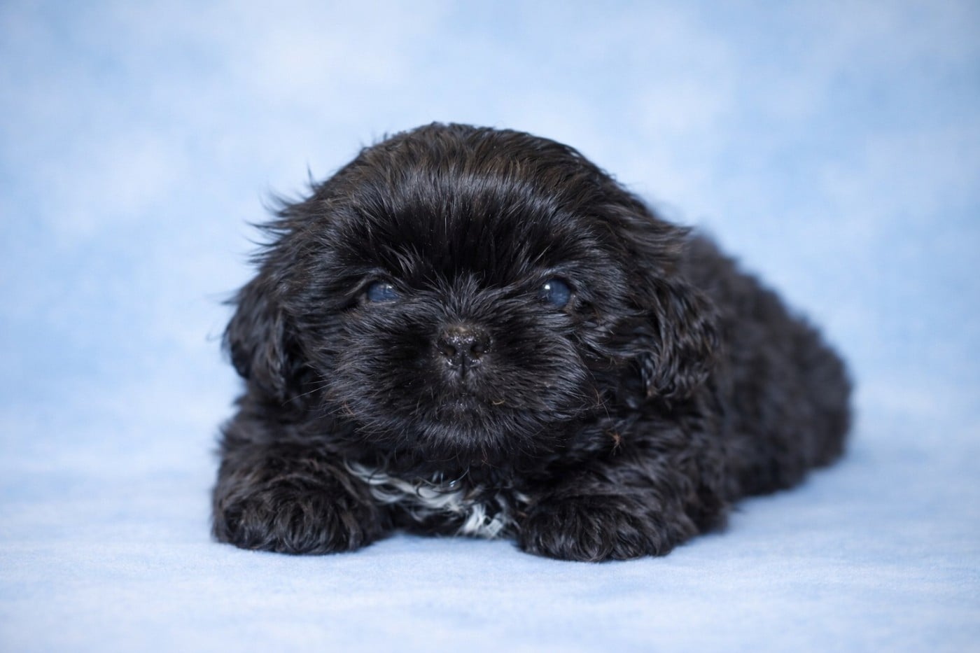 Shih Tzu - De la butte de Goliath