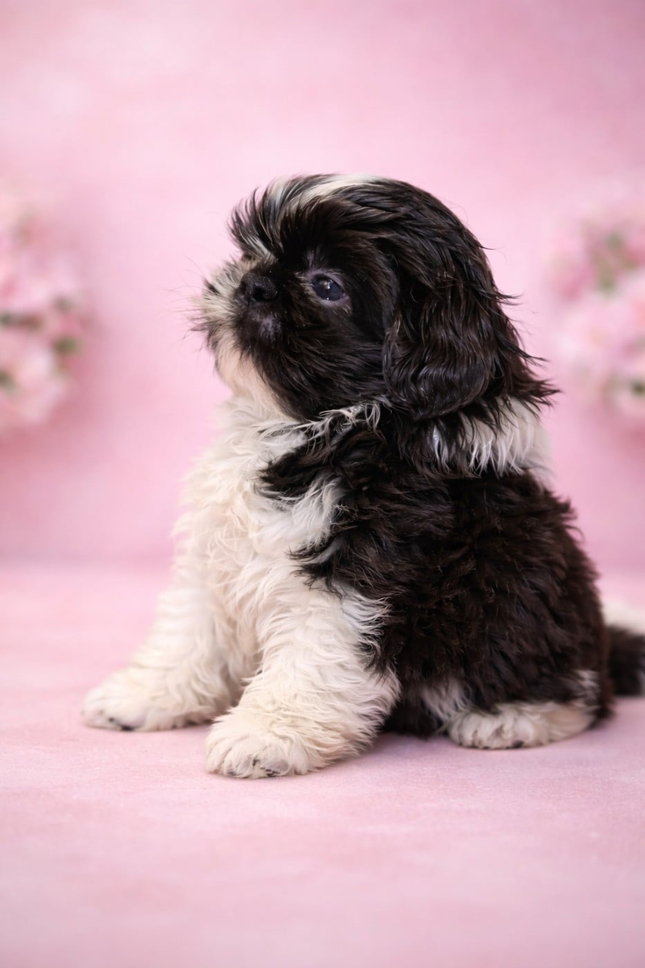 Shih Tzu - De la butte de Goliath
