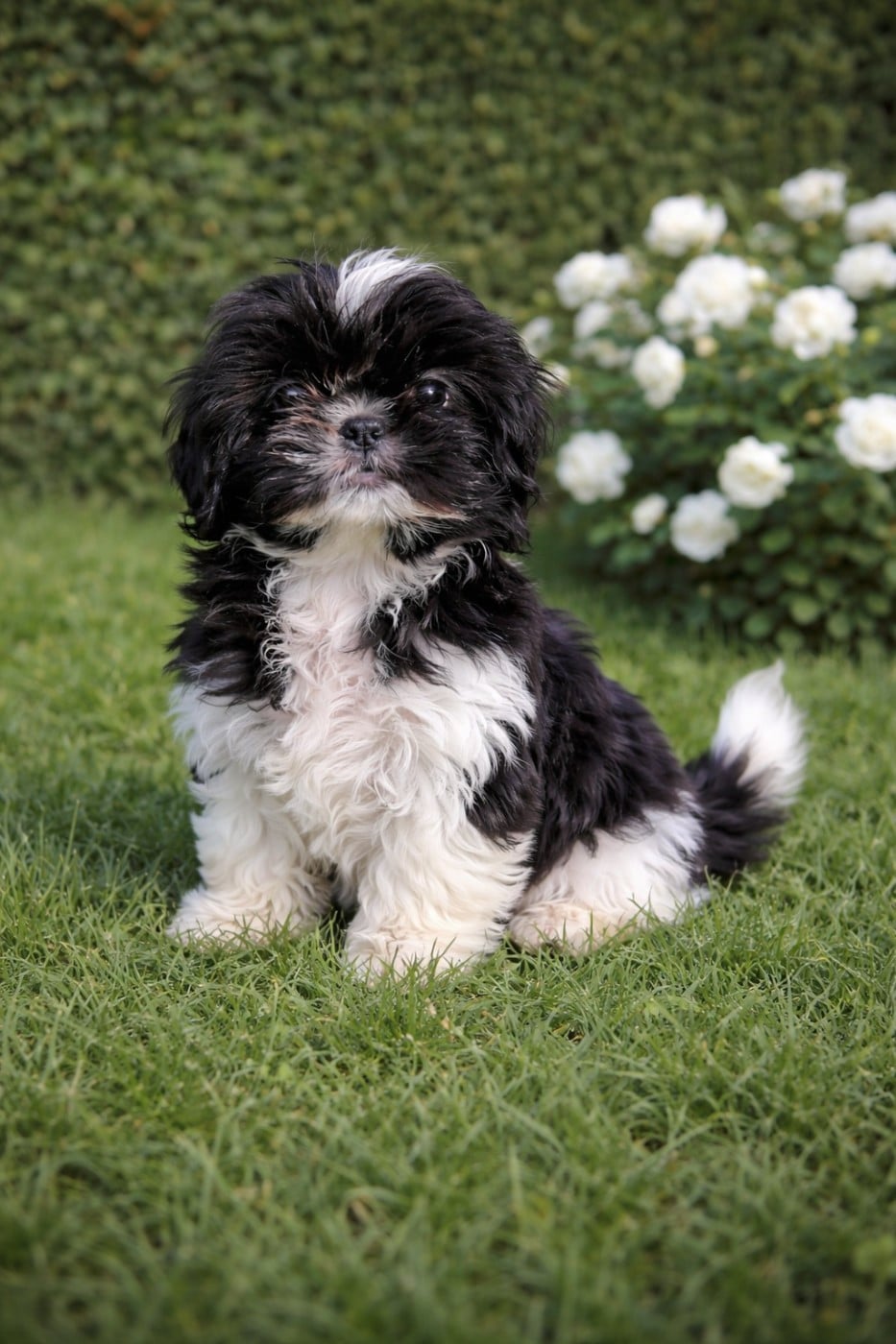 Shih Tzu - De la butte de Goliath