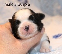 Shih Tzu - De la butte de Goliath