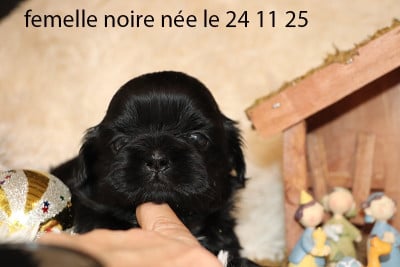 Les chiots de Shih Tzu