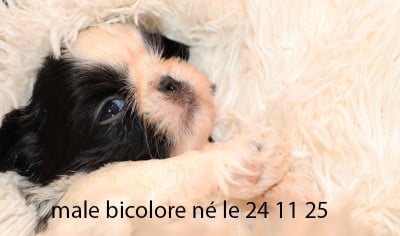 Les chiots de Shih Tzu