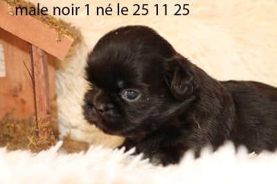 Les chiots de Shih Tzu