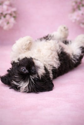 Les chiots de Shih Tzu