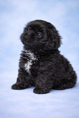 Les chiots de Shih Tzu