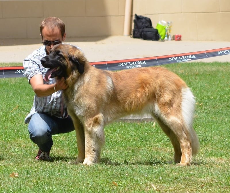 Heaven de la pierre oiseau - Excellent COF