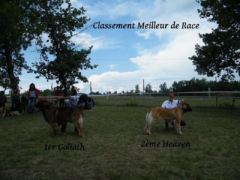 Heaven de la pierre oiseau - CACIB-CACS Meilleure femelle - 1er excellent COF