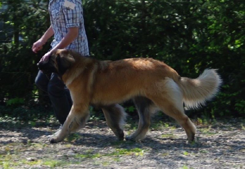 Heaven de la pierre oiseau - TB COF