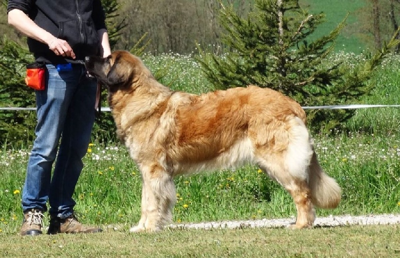 Heaven de la pierre oiseau - 5e Excellent COF