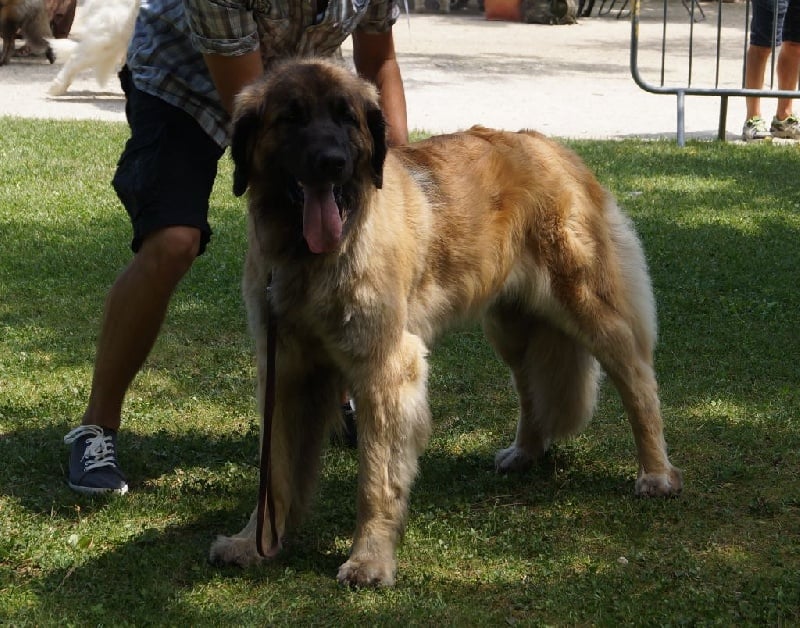 Heaven de la pierre oiseau - CACS Meilleure femelle / 1er excellent COF
