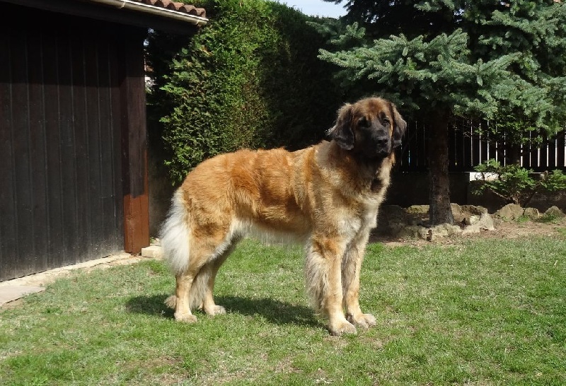 Heaven de la pierre oiseau - Excellent COF