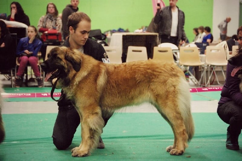 Heaven de la pierre oiseau - 3e Excellent CIF