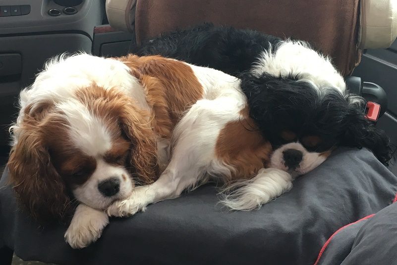 Melodie du bonheur des Cavaliers De Leysdire