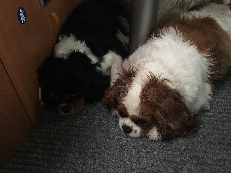 Melodie du bonheur des Cavaliers De Leysdire