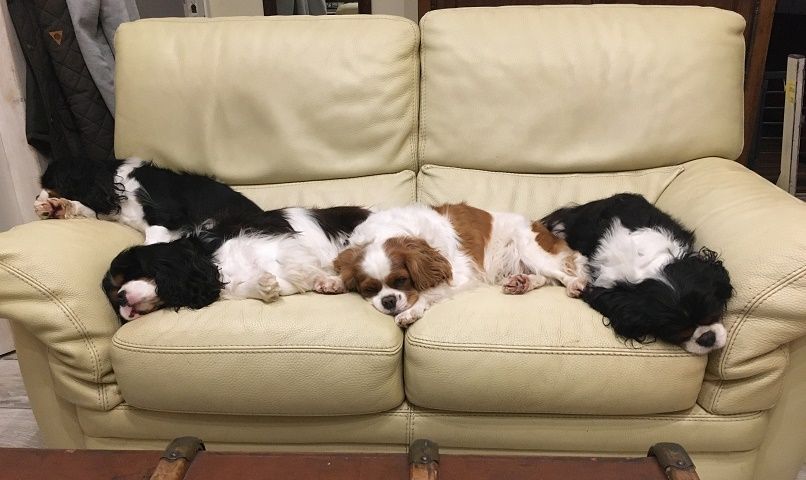 Melodie du bonheur des Cavaliers De Leysdire